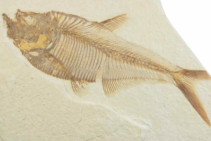 Detailed Fossil Fish (Diplomystus) - Wyoming #369486